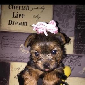 Meet your Posher, Dorothy